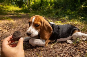 truffle hunting
